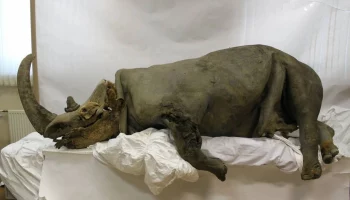 Отлично сохранившаяся в вечной мерзлоте самка шерстистого носорога (Coelodonta antiquitatis)