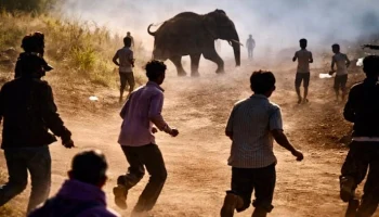 Слон-убийца бушует в Индии &mdash; за 10 дней он убил уже 22 человека