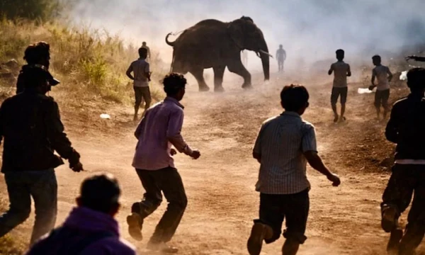 Слон-убийца бушует в Индии &mdash; за 10 дней он убил уже 22 человека