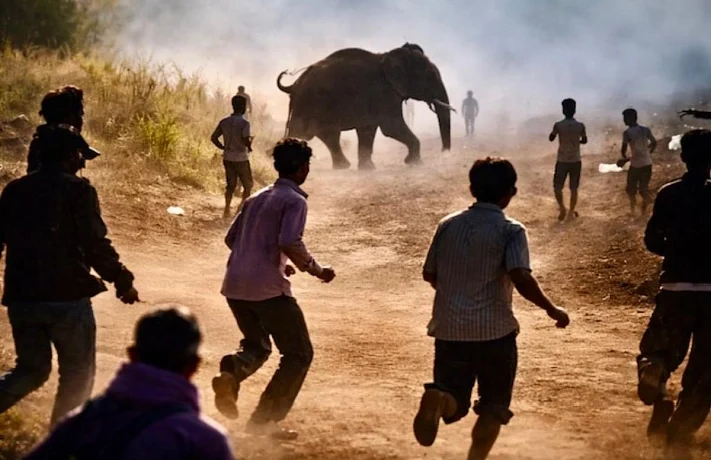 Слон-убийца бушует в Индии &mdash; за 10 дней он убил уже 22 человека